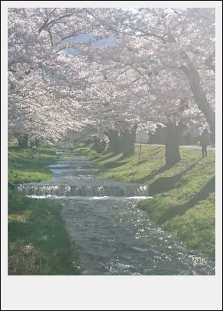 猪苗代 観音寺川の桜_d0155744_21361238.jpg