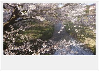 猪苗代 観音寺川の桜_d0155744_21371858.jpg