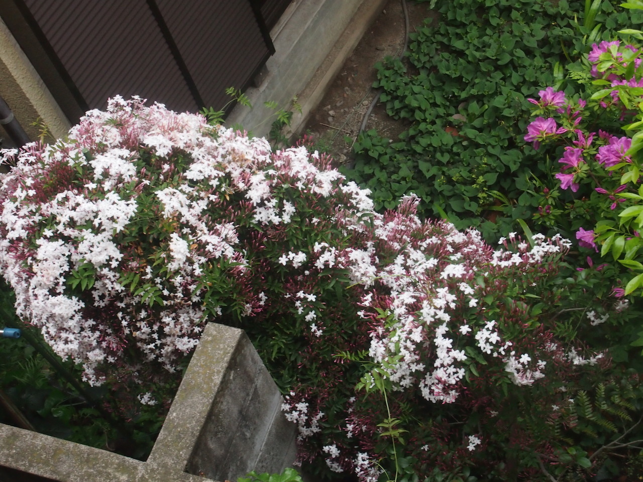 猫の森、事件帖・・・恋の駆け引き_b0396150_10243768.jpg