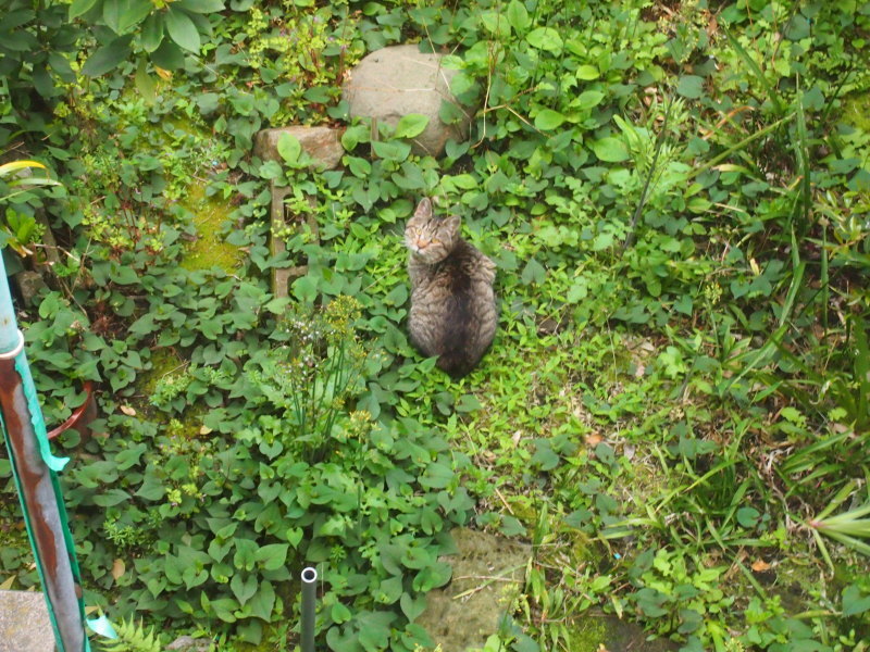 猫の森、事件帖・・・恋の駆け引き_b0396150_10251183.jpg