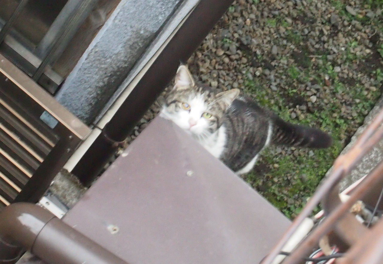 猫の森、事件帖・・・恋の駆け引き_b0396150_10252531.jpg