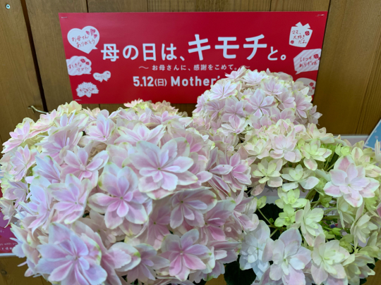アジサイ 万華鏡 入荷しました ブレスガーデン Breath Garden 大阪 泉南のお花屋さんです