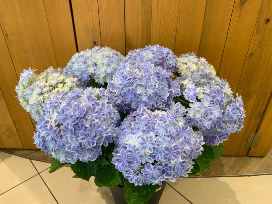 アジサイ 万華鏡 入荷しました ブレスガーデン Breath Garden 大阪 泉南のお花屋さんです
