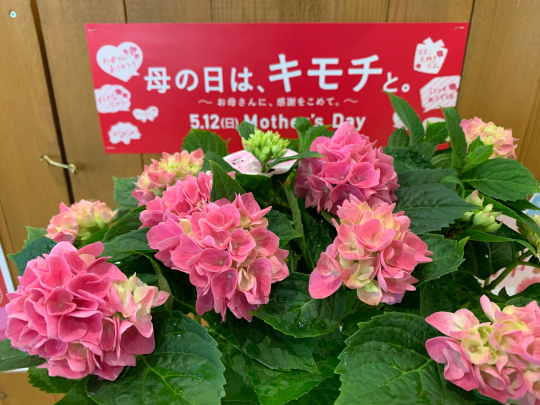 アジサイ 万華鏡 入荷しました ブレスガーデン Breath Garden 大阪 泉南のお花屋さんです アジサイ 万華鏡 入荷しました ブレスガーデン Breath Garden 大阪 泉南のお花屋さんです