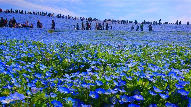 ひたちなか海浜公園のネモフイラ_e0254750_10445626.jpg