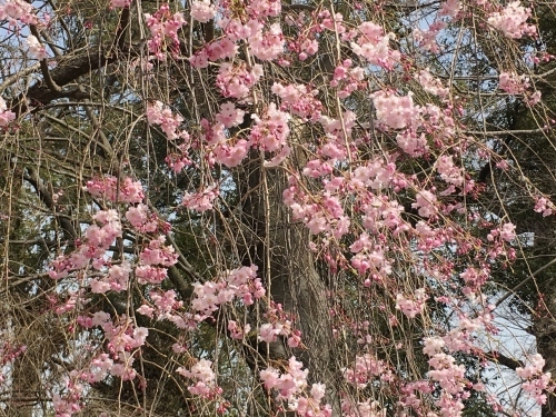 京都の旅\'19 Ⅲ　京都桜旅その１_e0326953_21573215.jpg