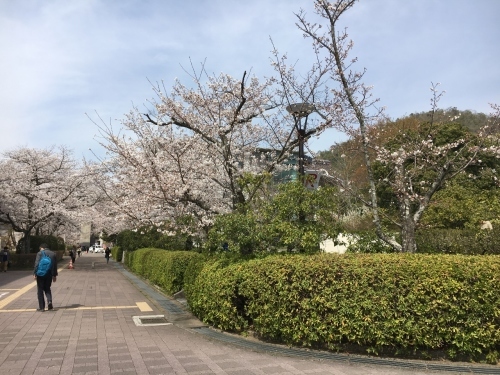 京都の旅\'19 Ⅲ　京都桜旅その１_e0326953_22074649.jpg