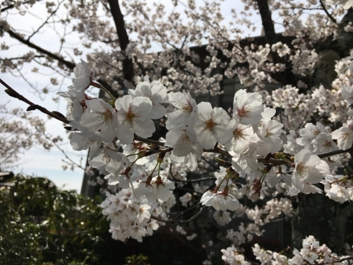 京都の旅\'19 Ⅲ　京都桜旅その１_e0326953_22075980.jpg