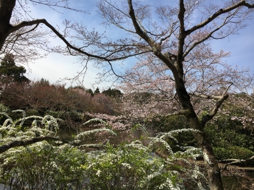 京都の旅\'19 Ⅲ　京都桜旅その１_e0326953_22174135.jpg