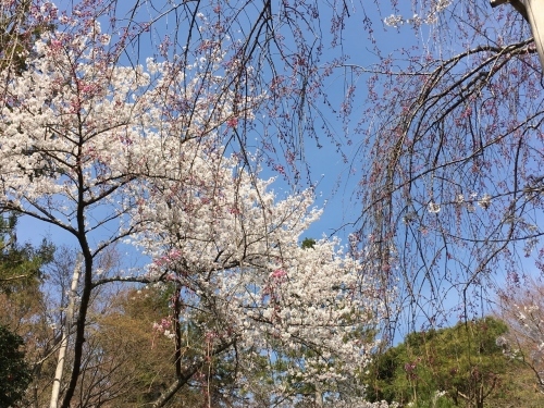 京都の旅\'19 Ⅲ　京都桜旅その１_e0326953_22175300.jpg