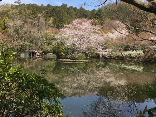 京都の旅\'19 Ⅲ　京都桜旅その１_e0326953_22223107.jpg