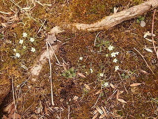 花はまだ少ないけれど_e0004756_21010017.jpg