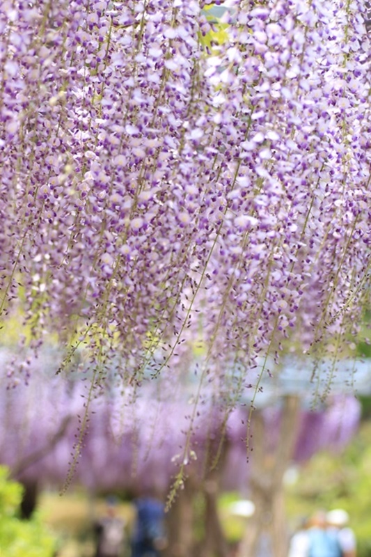 藤暖簾♪　～蓮華寺池公園～_a0167759_14412843.jpg