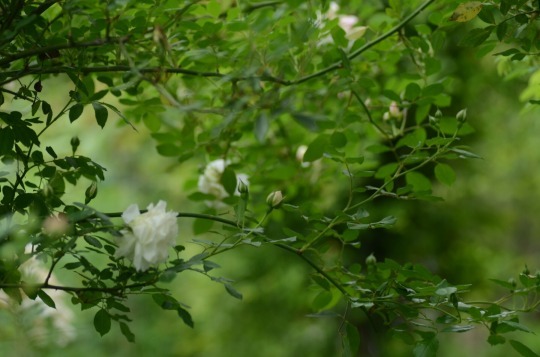 c0186463_00491567.jpg