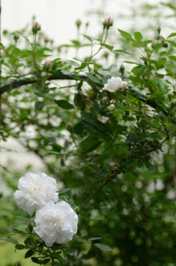 c0186463_00491614.jpg