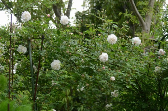c0186463_00575331.jpg