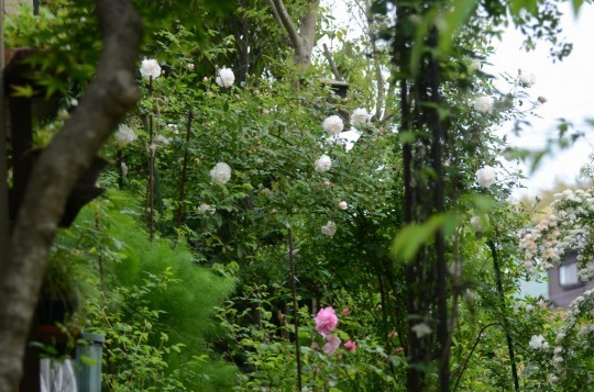 c0186463_00575343.jpg