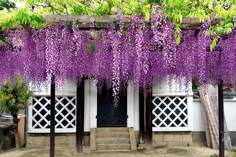 葛井寺 藤の花 ちょっとそこまで
