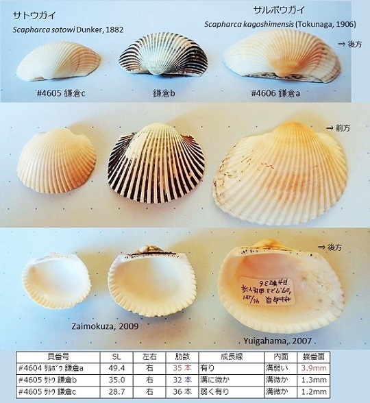 サトウガイとサルボウガイ かさぶたろぐ