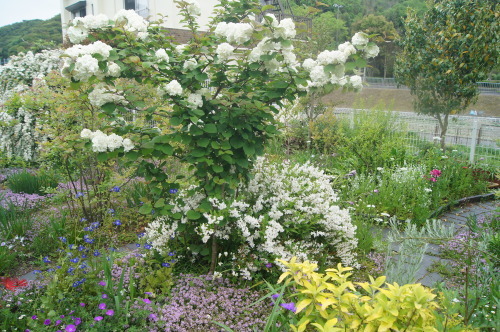 e0181373_22433000.jpg