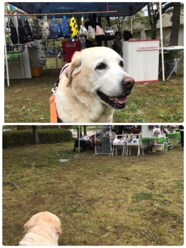 f0315081_17191137.jpeg
