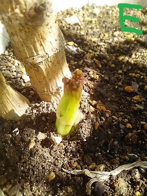 皇帝ダリア 苗購入から3年目 お待たせ e君誕生です 健気に育つ植物たち 皇帝ダリア 苗購入から3年目 お待たせ e君誕生です 健気に育つ植物たち