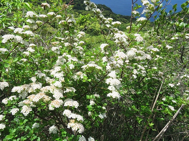 f0357487_20403044.jpg