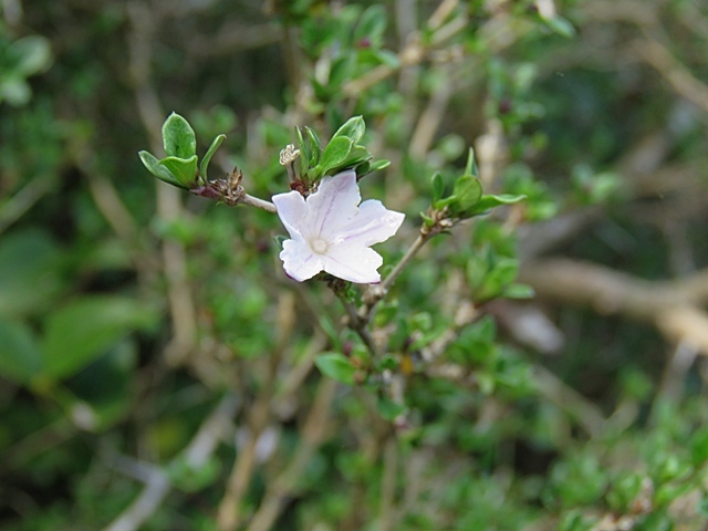 f0357487_20432290.jpg