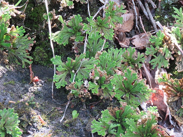 f0357487_20440292.jpg