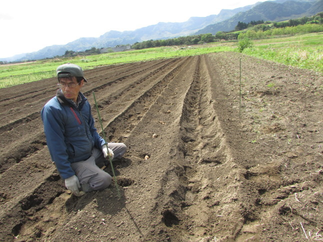 里芋植え付け 南阿蘇 手づくり農園 菜の風