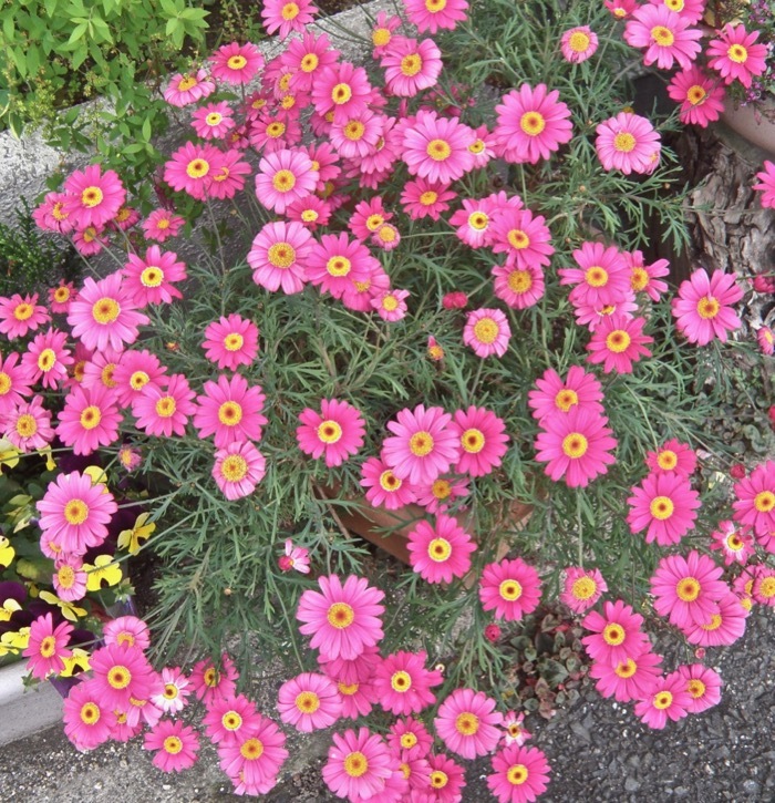 マーガレットの園芸種 楽餓鬼