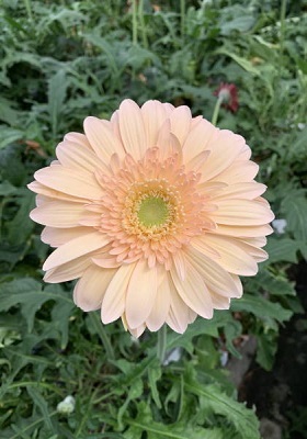 c0122791_10075477.jpg