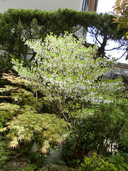 春の花：2019-4　1年の始まりの日_e0131399_23190830.jpg