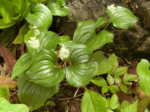 春の花：2019-4　1年の始まりの日_e0131399_23202358.jpg