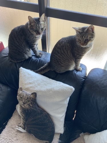 2019年 宇宙との交信！トラちゃんの5月占い_b0301400_20070160.jpeg