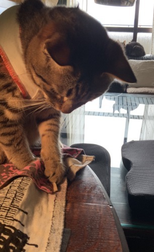 2019年 宇宙との交信！トラちゃんの5月占い_b0301400_20164191.jpeg