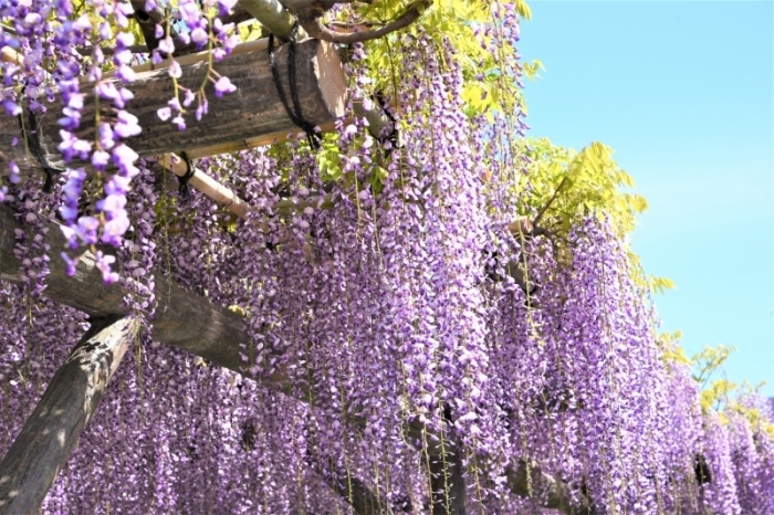 亀戸天神の藤まつり_a0169902_21195719.jpg