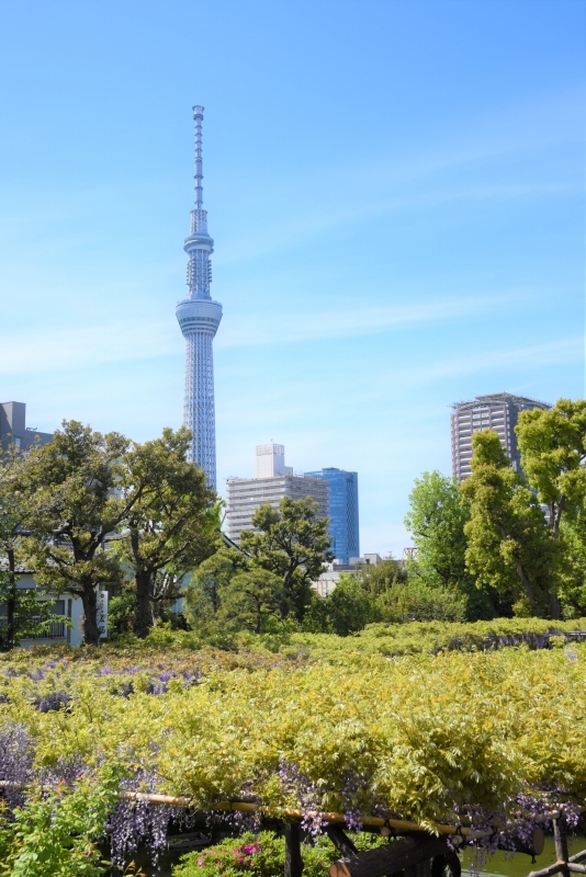 亀戸天神の藤まつり_a0169902_21195855.jpg