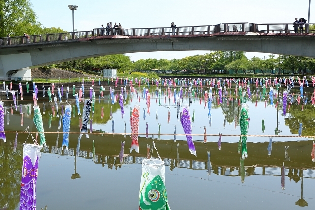 ギネスの世界記録に登録された鯉のぼり 群馬県の鶴生田川 旅プラスの日記 ギネスの世界記録に登録された鯉のぼり 群馬県の鶴生田川 旅プラスの日記