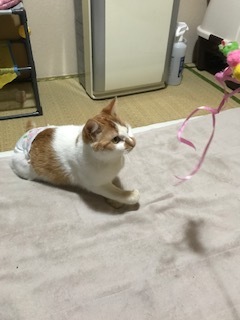 ニコニコ通信 -vol.3-_f0242002_20382383.jpeg