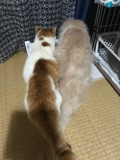 ニコニコ通信 -vol.3-_f0242002_20395420.jpeg
