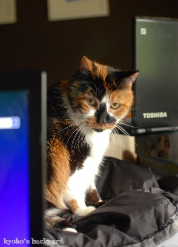 ノートPCの間で_b0253205_03512943.jpg