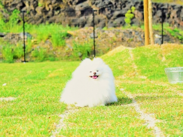 さあいよいよ、の目印_d0360206_00121048.jpg