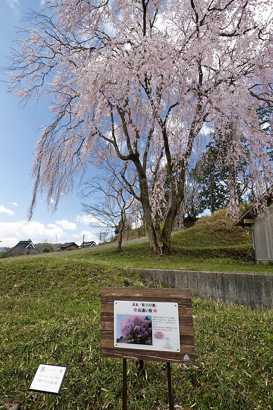 桜巡り2019@京北 八幡宮社_f0032011_15264602.jpg