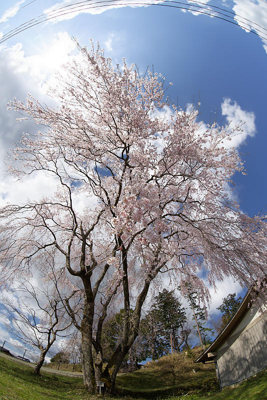 桜巡り2019@京北 八幡宮社_f0032011_15264726.jpg