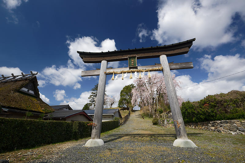 桜巡り2019@京北 八幡宮社_f0032011_15264795.jpg
