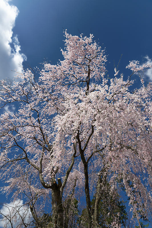 桜巡り2019@京北 八幡宮社_f0032011_15264851.jpg