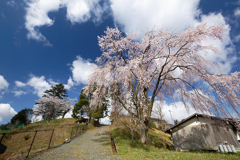 桜巡り2019@京北 八幡宮社_f0032011_15295172.jpg