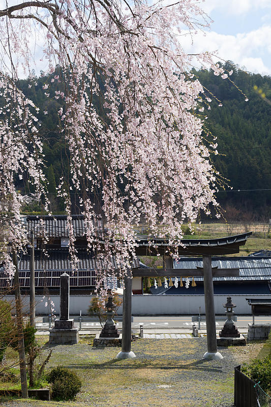 桜巡り2019@京北 八幡宮社_f0032011_15322413.jpg