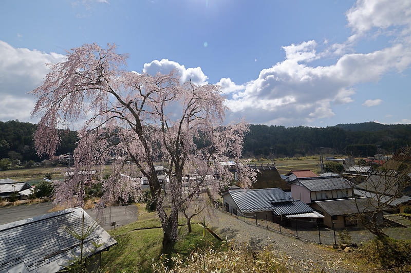 桜巡り2019@京北 八幡宮社_f0032011_15322415.jpg